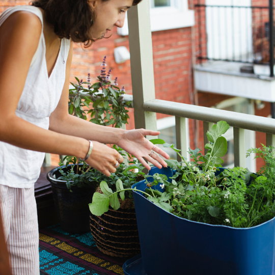 73_9282_06Jan2025120416_Balcony and container gardens 540px.png